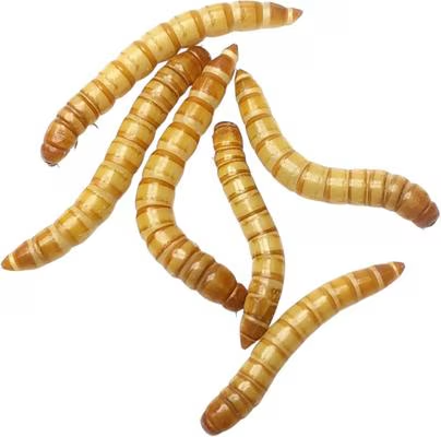 Mealworms
