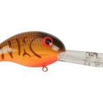 Brown Crawdad Orange Belly