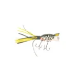 2", Coachdog Orange Belly
